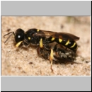 Crabro peltarius - Grabwespe w10 12mm mit Fliege.jpg